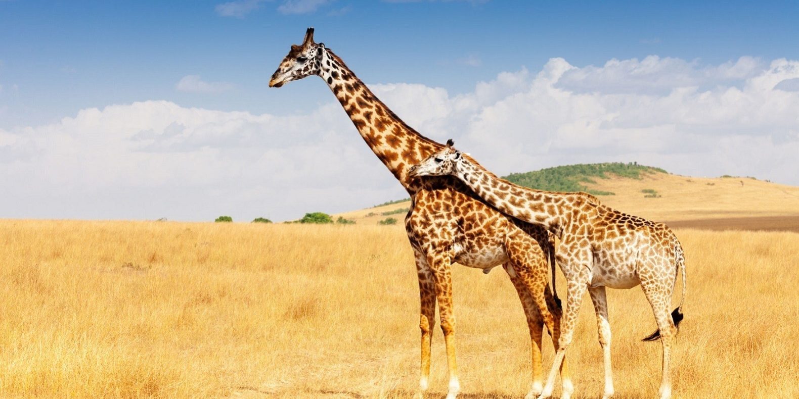 Communication non violente Communication non violente consciente