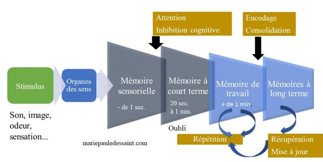 Le trajet d'une information captée par les organes des sens jusqu'à la mémoire à long terme