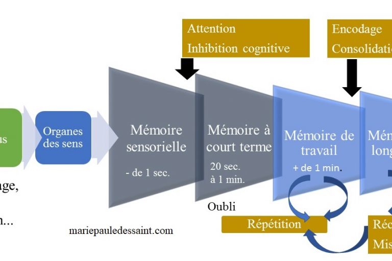 Le chemin de la mémoire mariepauledessaint Le trajet d'une information captée par les organes des sens jusqu'à la mémoire à long terme