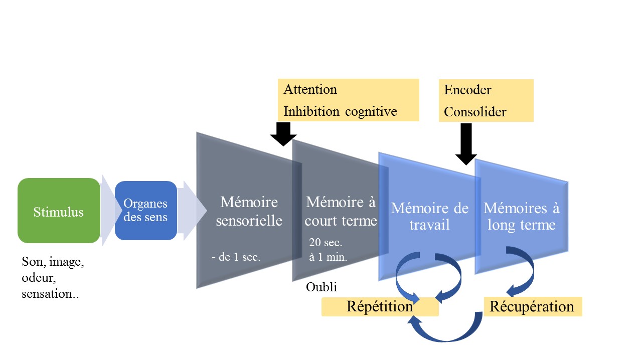 Des organes des sens à la mémoire à long terme grâce à l'attention et à la concentration