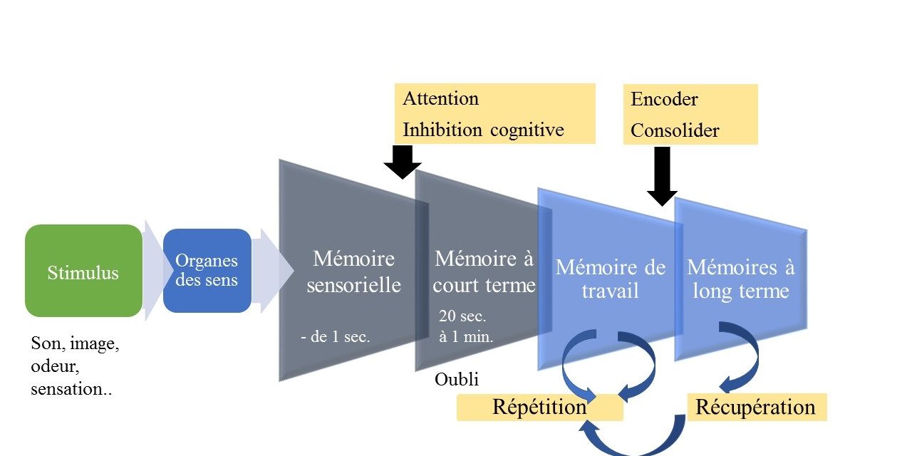 Le circuit de la mémoire. Des yeux à la tête mariepauledessaint dans le livre Rajeunir sa mémoire