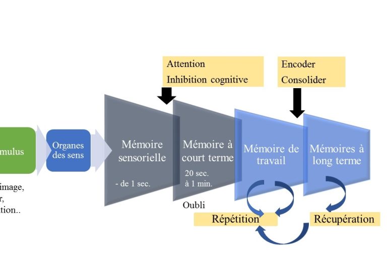 Le circuit de la mémoire mariepauledessaint Le circuit de la mémoire. Des yeux à la tête mariepauledessaint dans le livre Rajeunir sa mémoire