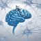 L'inhibition cognitive empêche les automatismes, les réflexes, les habitudes, les interférences et les émotions de prendre le contrôle de nos comportements