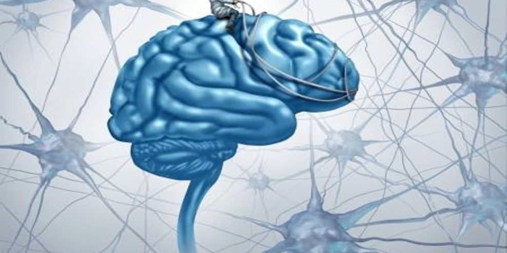 L’inhibition cognitive dirige le cerveau comme un cavalier avec son cheval mariepauledessaint.com L'inhibition cognitive empêche les automatismes, les réflexes, les habitudes, les interférences et les émotions de prendre le contrôle de nos comportements